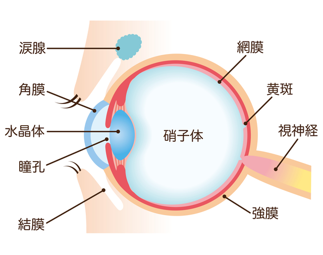 黄斑の位置と加齢黄斑変性の説明図